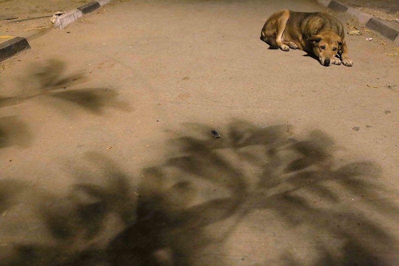 City Life - Street Dogs of H. Nizamuddin East, Central Delhi