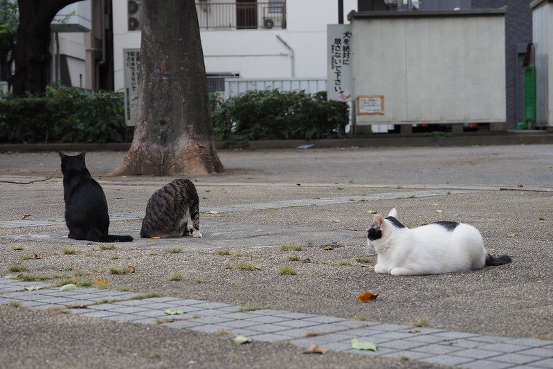 池袋西口池袋ふれあい公園の猫。ブチママ、ホワイトソックス、シャイニー
