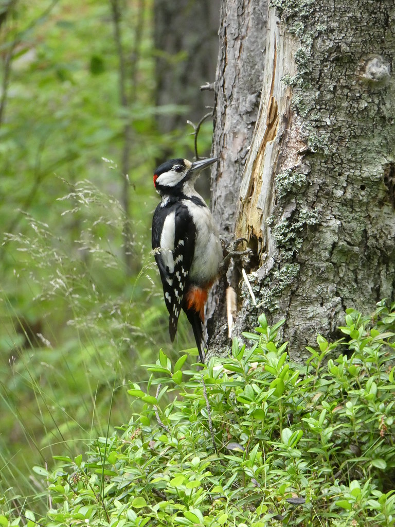 Greater Spotted Woodpecker, Espoo, Finland 