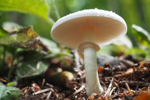 2017 mushroom fungus forest woods macro olympusair bokeh