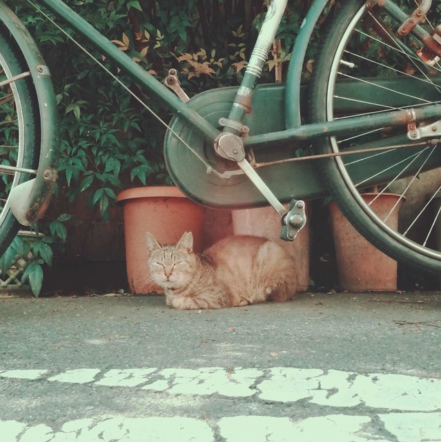 Tabby cat under bike