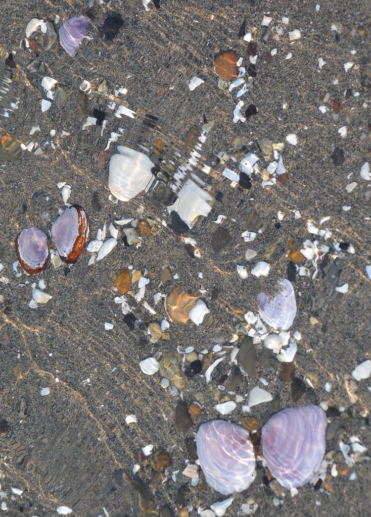 shells in water