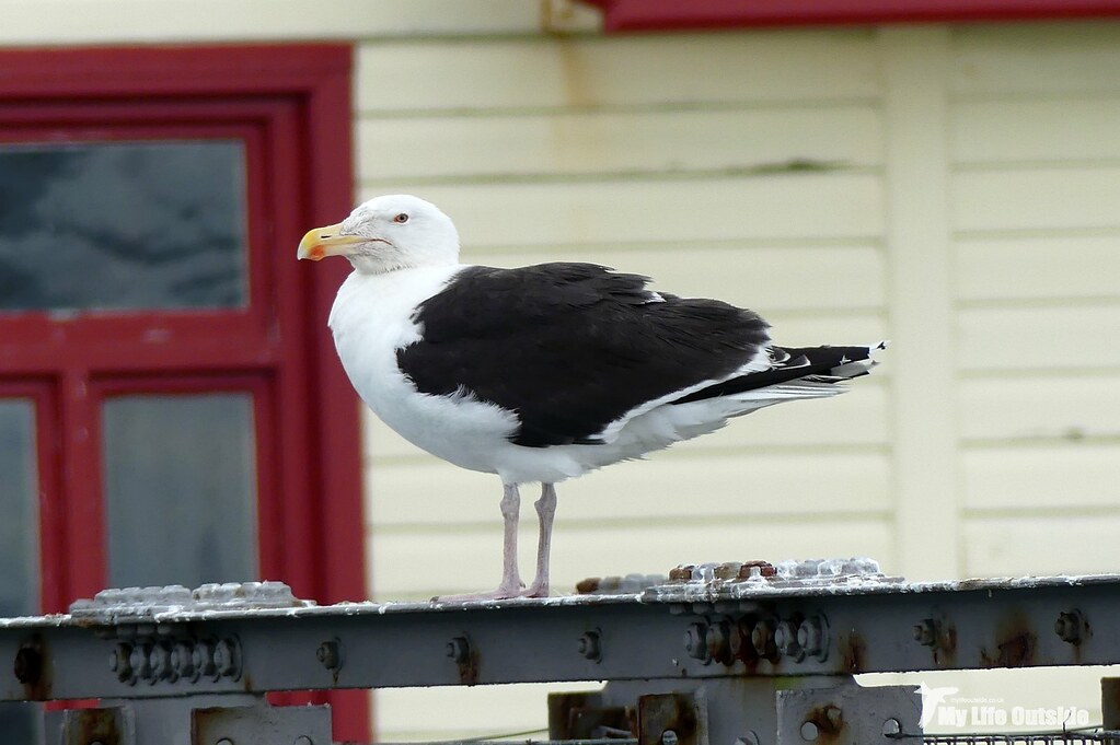 P1100905 - Great BB Gull, Mumbles Pier