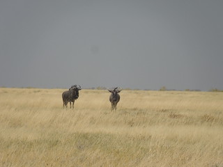 20170901 Etosha 1010 Wildebeest