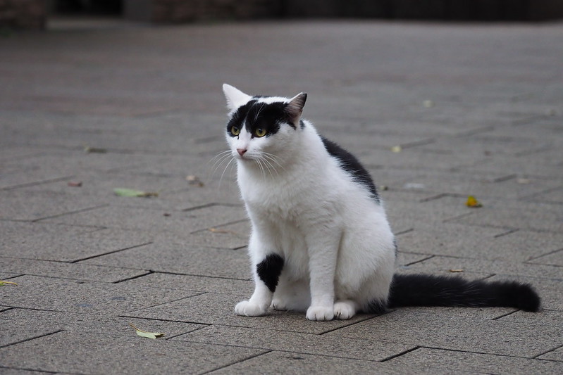 池袋駅前公園の猫。小春好きな白黒ブチ
