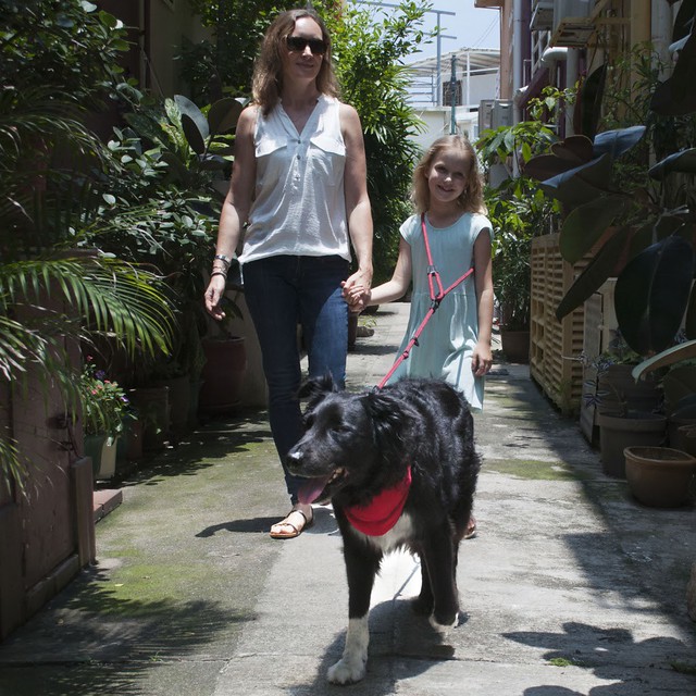Walk Fido in Style With High5dogs