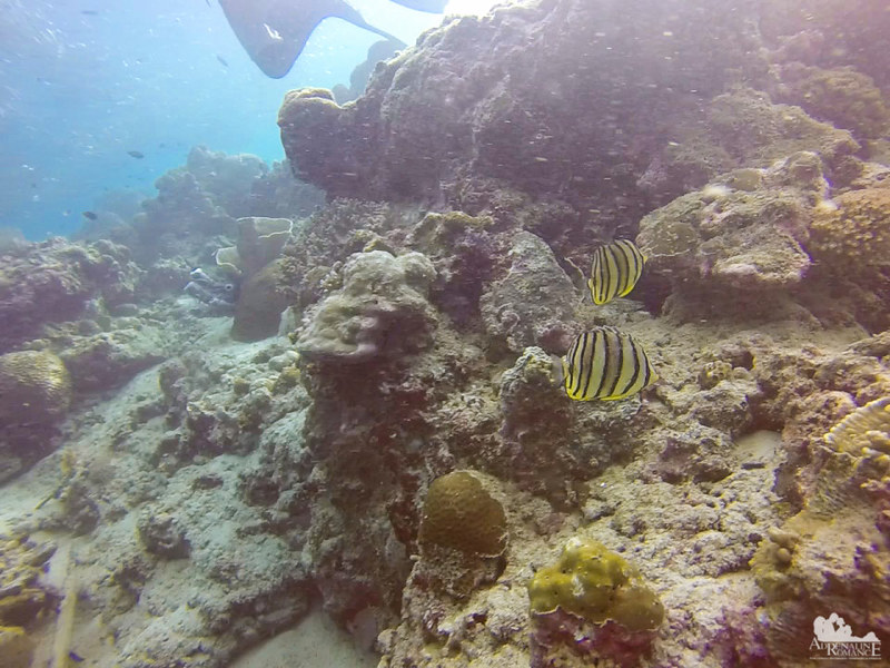 Butterflyfish Couple