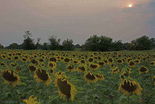 sunflowers outside field summer wny sun