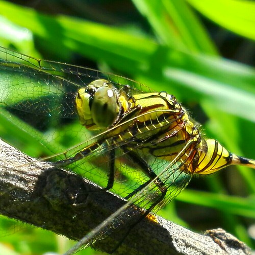 huawie smartphone pics green dragonfly fastes insect nature philippines bohol leaves animal racs racs0706