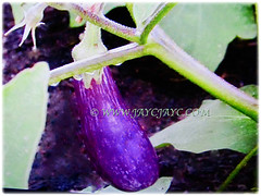 Purple edible fruit of Solanum melongena (Brinjal, Eggplant, Aubergine Terong in Malay) held on spiny herbaceous stem, 29 Sept 2017