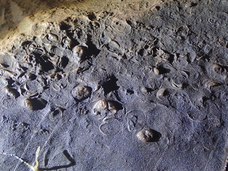 Wiggly Way Fossils