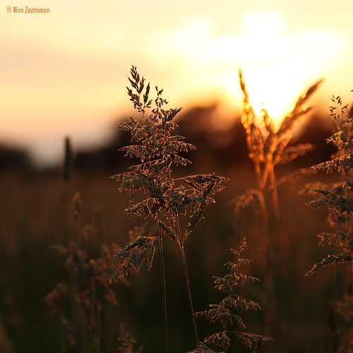 grass gras sunset zonsondergang graszaad seed zomer summer augustus august wimzoeteman ruurlo orange oranje red rood yellow geel gold goud