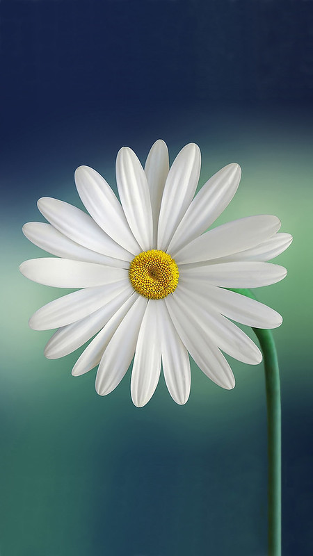 White and Yellow Flower iPhone 8 Wallpaper