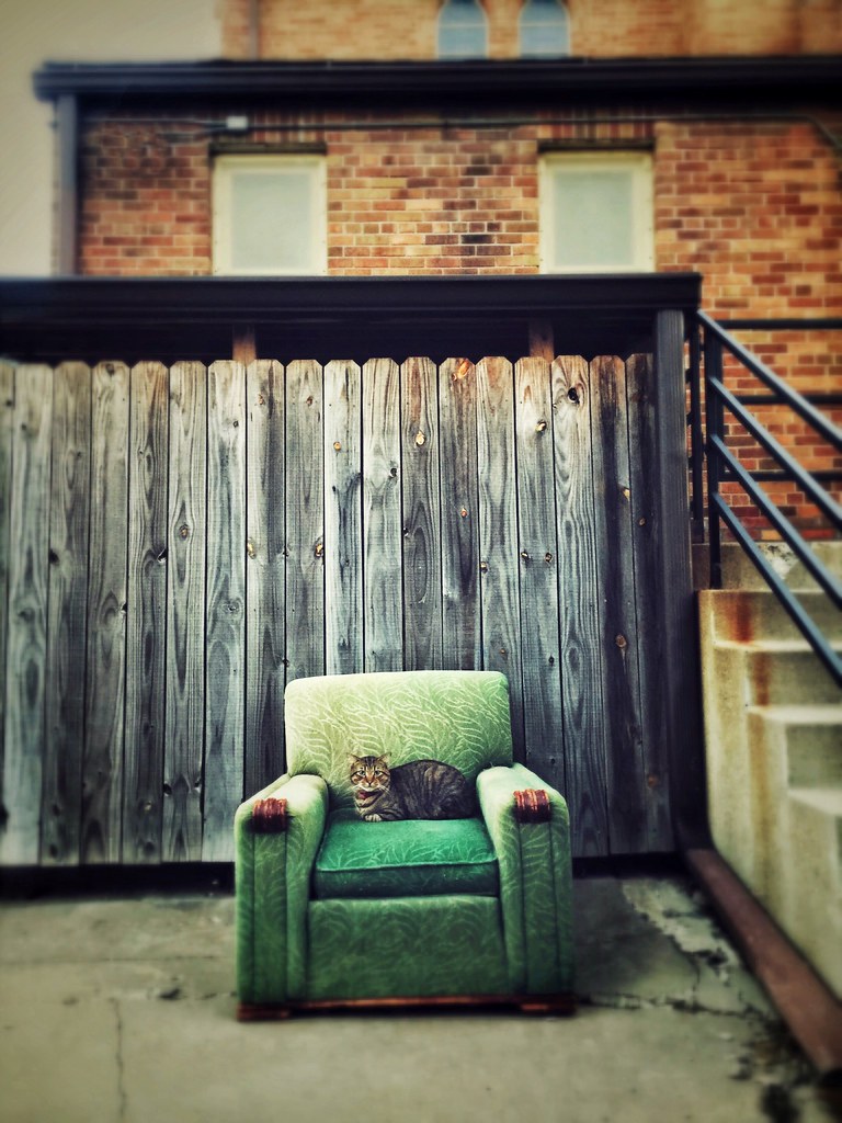 The Alleycat King