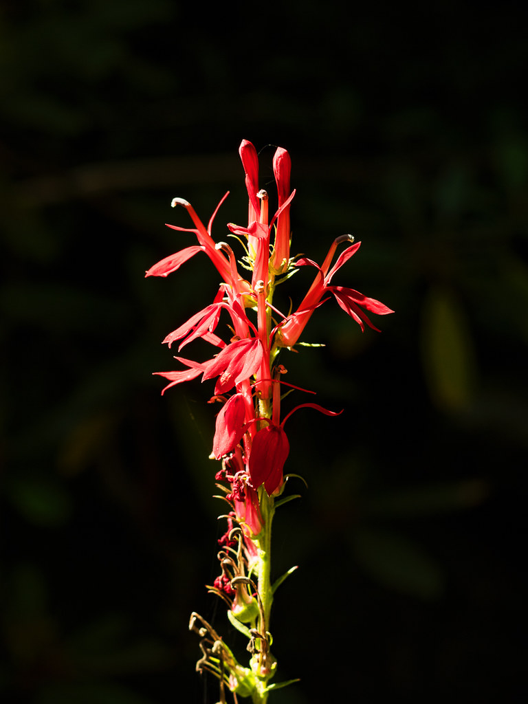 Cardinal flower, Lobelia cardinalis