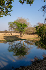 Water hole reflection, Lilayi - Zambia