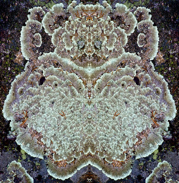 Great Wass lichen 14x2