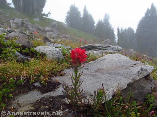 A lone paintbrush flower along the McNeil Point Trail in Mt. Hood National Forest,, Oregon