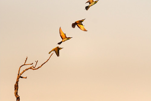flight european bee eater merop apiaster guerpier stepbystep sunset sky bird oiseau nature wild wildlife