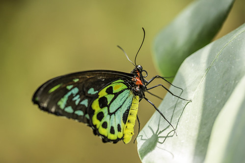 august harriscounty houston houstonmuseumofnaturalscience texas usa animal butterfly green image macro photo photograph f35 mabrycampbell july 2017 july292017 20170729campbellh6a6285 100mm ¹⁄₁₀₀sec 500 ef100mmf28lmacroisusm