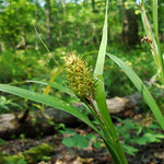 Carex typhina