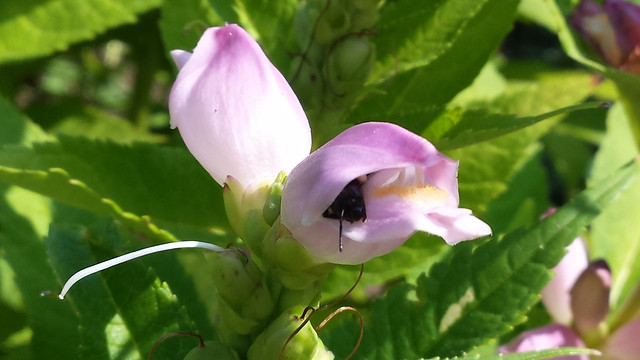 just the head of a bumblebee emerging from a light-pink flower