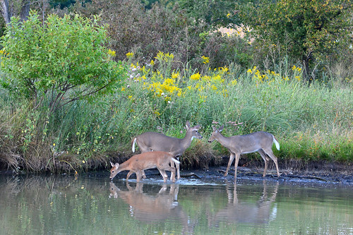 whitetail doe fawn water reflections chisholmcreekpark wichita kansas