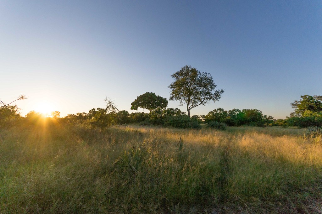 Tubu Tree, Botswana