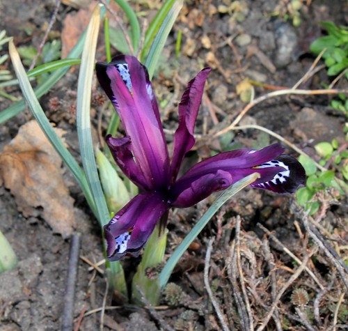 Iris reticulata 36166197490_de3aa47451