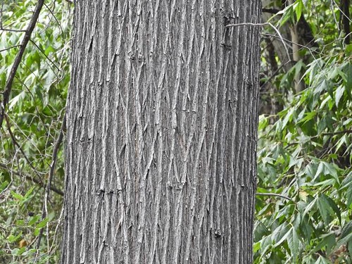 Arizona Cypress trunk, South Fork, Chiricahua Mts., AZ