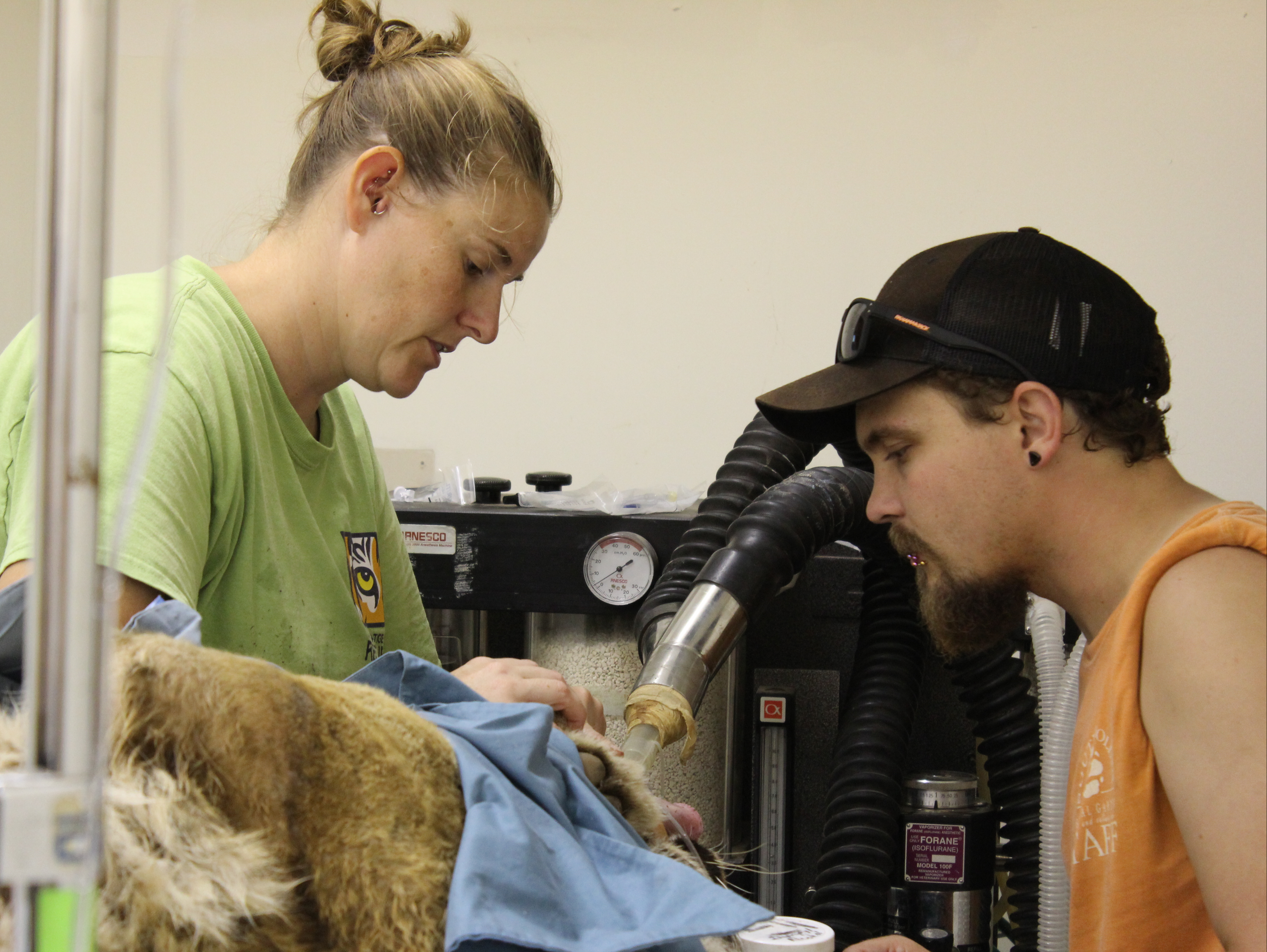 2020 Animal Care Internships - Carolina Tiger Rescue