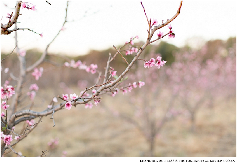 Spring blossom maternity shoot