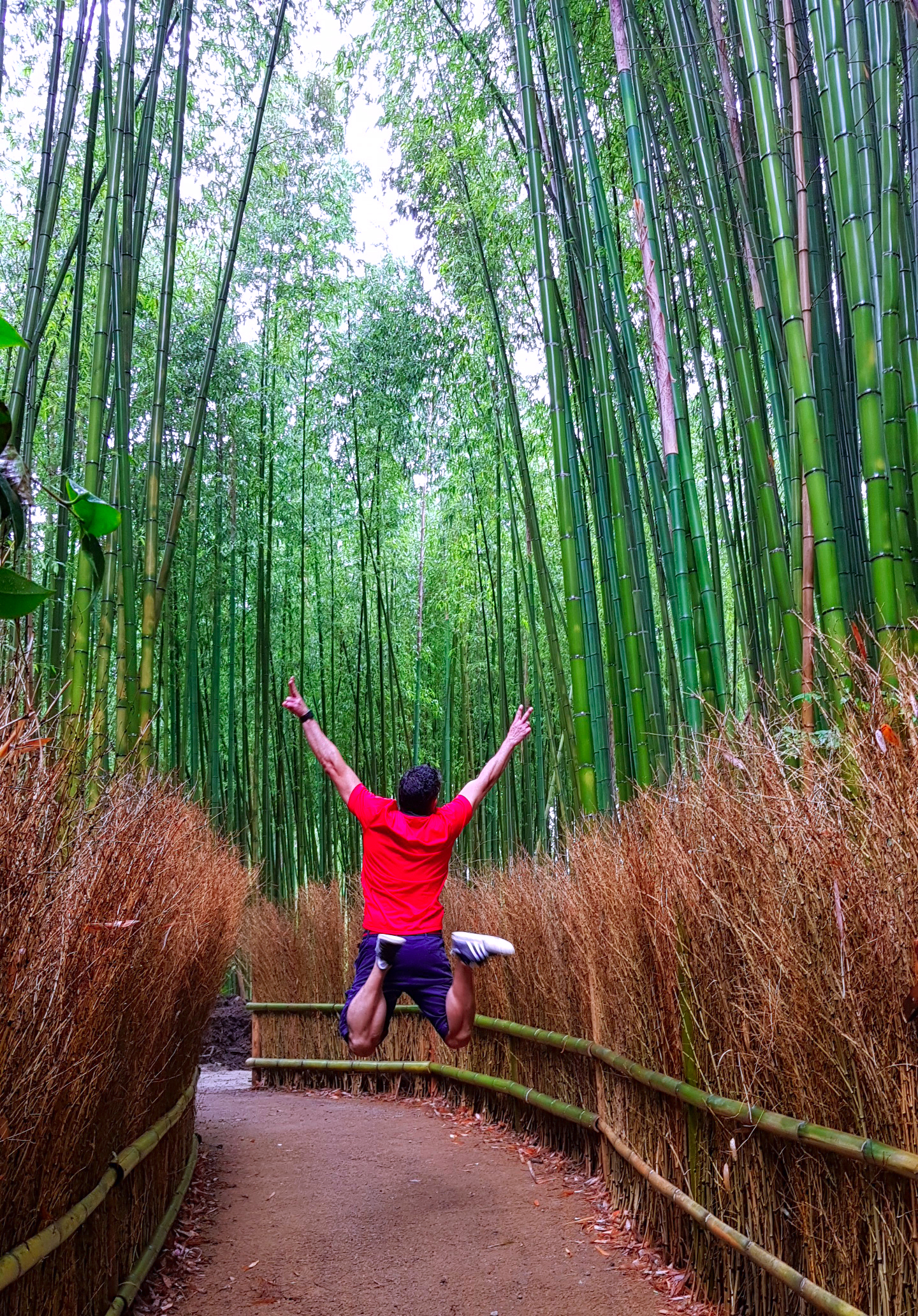 Bosque de Bambú de Kioto / Kyoto - Viajar a Japón - ruta por Japón en dos semanas