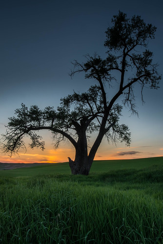 landscape sunset tree colfax washington unitedstates us