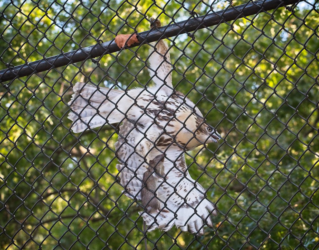 Tompkins fledgling #1 stuck in a fence