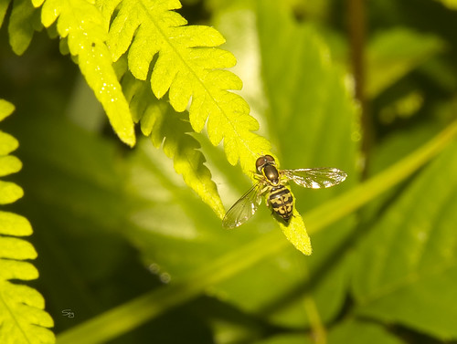 eh17chautauqua07210729 pennsylvania fliesdiptera insects syrphidsyrphidae kane unitedstates flickr