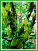 Artocarpus integer (Chempedak, Cempedak, Campedak, Champedak, Chempedak Utan
