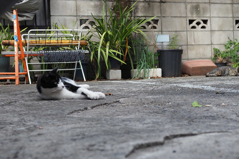 池袋本町電車の見える公園近くの猫。白黒ブチ、キジ虎