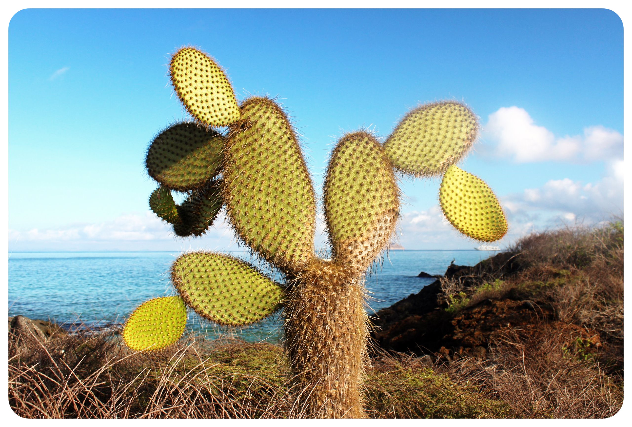 galapagos cactus