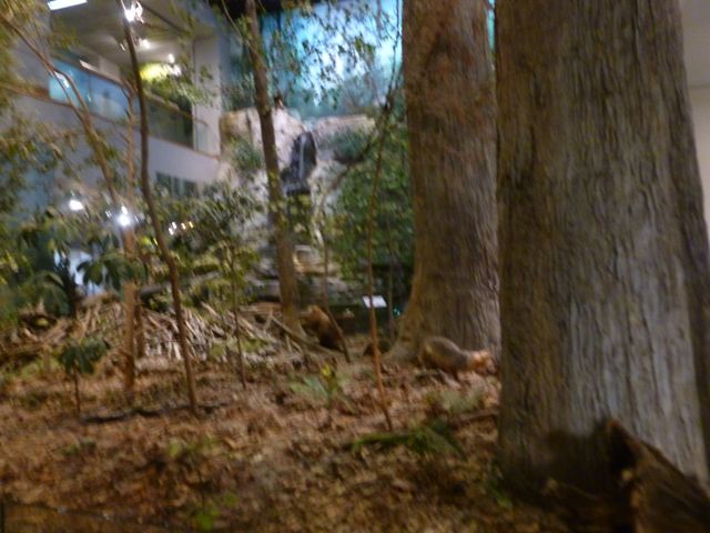 Museum of Natural Science Raleigh at From My Carolina Home