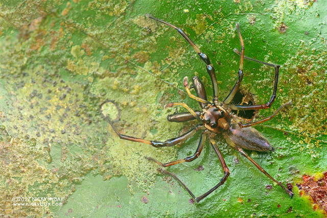 Jumping spider (Parabathippus sp.) - DSC_7798