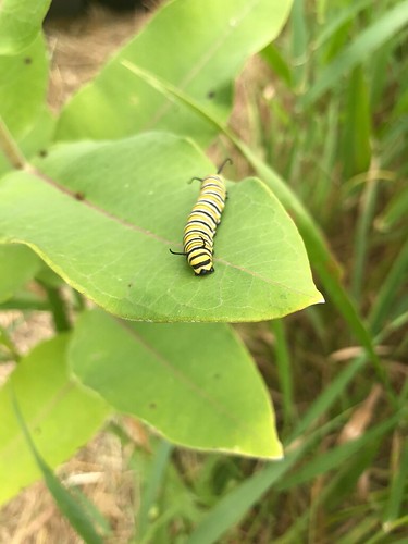 minnesota mn summer august 2017 milkweed commonmilkweed nature wildlife animal animals monarch monarchs caterpillar caterpillars monarchcaterpillar monarchcaterpillars