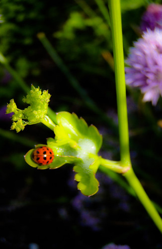 Ladybug on dill with chives in the background; in Photoshop Express, a photo app