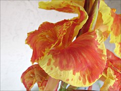 Yellow and orange canna lily