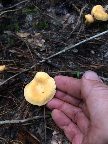 Mushroom - Chanterelles Cantharellus lateritius