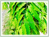 Polyalthia longifolia (False Ashoka, Buddha Tree, Mast Tree, Indian/Weeping Mast Tree))