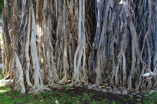023 banyan tree Waikiki beach
