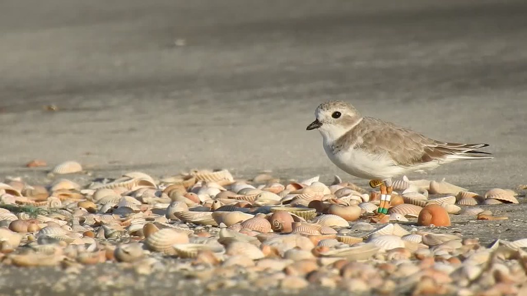Piping Plover (color-banded)
