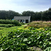 Zelfpluktuin "De Tuin naast de Branding" op Schiermonnikoog