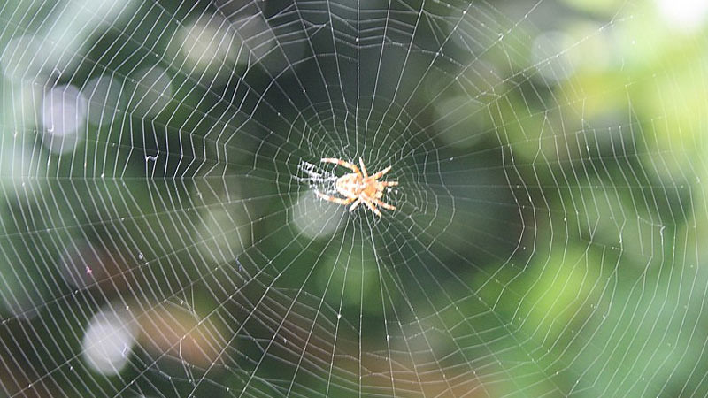 Jaring laba-laba